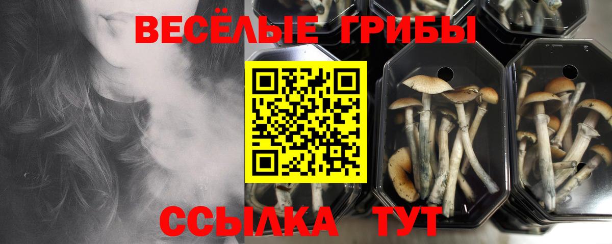 Галлюциногенные грибы Psilocybe Кумертау